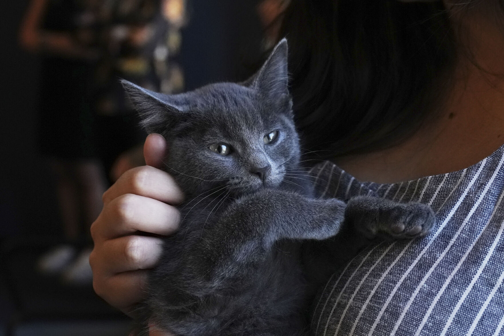 US-Kitten Season